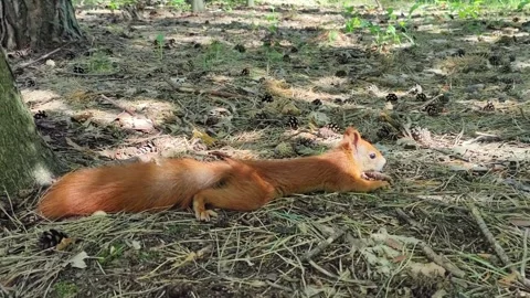 Playful red squirrel resting and jumping toward camera in forest shade Video stock 314058800