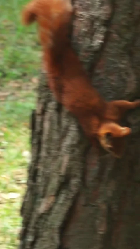 Playful red squirrel running and climbing on tree trunk outdoors Stock Footage 314137544