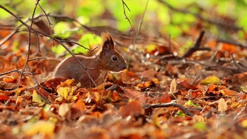 A playful red squirrel running in autumn leaves, captured in mesmerizing 4K slow Vídeo Stock 290975434