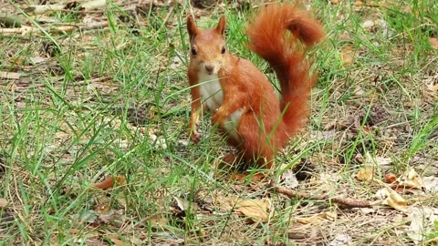 Playful red squirrel standing upright on hind legs in grass Stock Footage 315373433