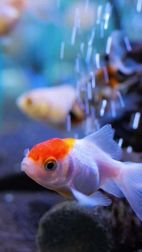 Playful redcap oranda navigating bubbles, rubycapped goldfish moves under Video stock 344732192