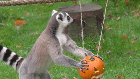 Playful ring-tailed lemur holding Halloween pumpkin at ZSL Whipsnade Zoo - 2018 Stock Footage 101207000