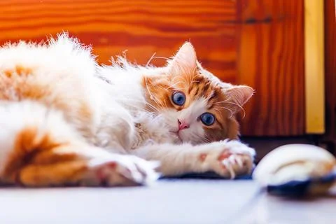 Playful Roll on the Floor Stock Photos