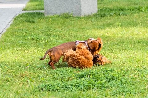 Playful Roll in the Grass Stock Photos