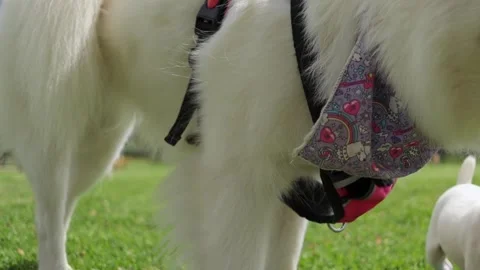 Playful samoyed dog and puppy interacting in park Stock Footage 345283553