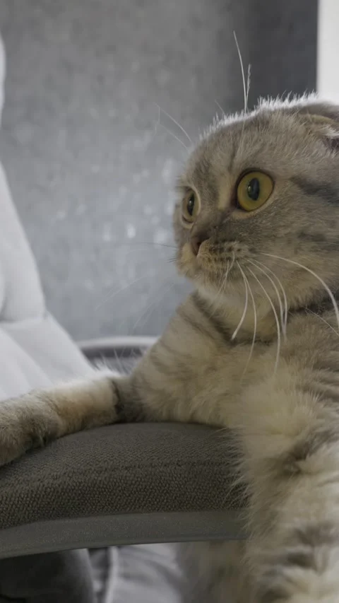 Playful Scottish Fold Cat Hiding and Peeking on a Chair Stock Footage 330274643