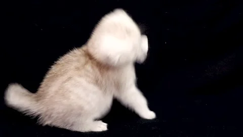 Playful Scottish Fold kitten biting paper scrap jumping near ginger cat sibling Stock Footage 328924034