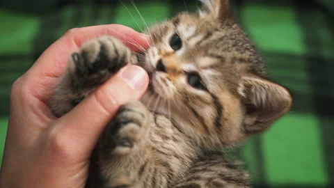 Playful Scottish Straight kitten biting the finger of a woman's hand Vídeo Stock 171675397