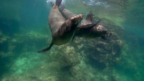 Playful sealions in Cabo Stock Footage 146303957