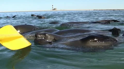 Playful seals 2 Video stock 11978275