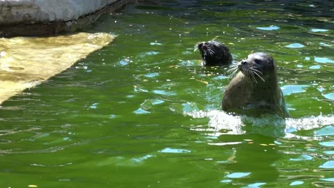 Playful seals in the pond Stock Footage 196620183