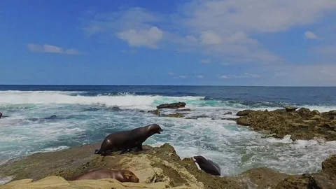 Playful Seals On Rocky Pacific Coast Along Beach With Crashing Waves Stock Footage