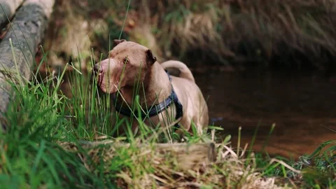 A playful Shar Pei dog splashes in a shallow river, munching on grass and drinki Stock Footage 287297073