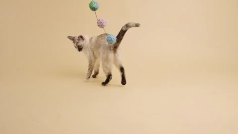Playful siamese cat jumping for a toy ball Stock Footage 345210337