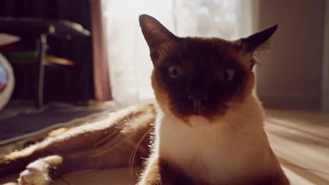Playful Siamese Cat Lunges Toward Human Hand during Indoor Game in Warm Sunlight Stock Footage 345134667