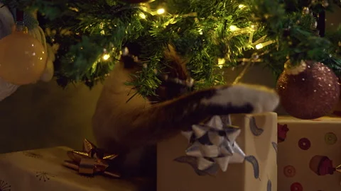 Playful Siamese Cat Reaching for a Wrapped Gift Under a Decorated Christmas Tree Stock Footage 338192298