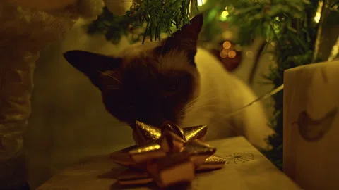 Playful Siamese Cat Sniffing a Gift Bow Beneath a Decorated Christmas Tree Surro Stock Footage 338191920