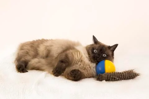 Playful Siamese kitten laying on a blue and yellow ball playing Stock Photos