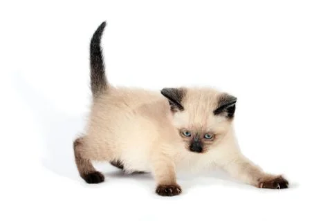 Playful siamese kitten Stock Photos