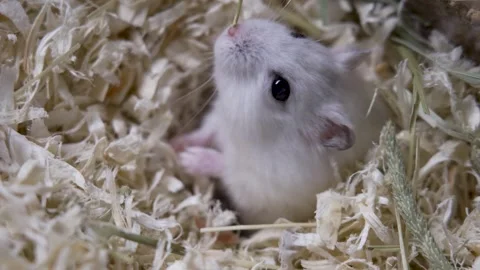 X Hamster Videos Stock Videos – Royalty-Free HD & 4K Videos
