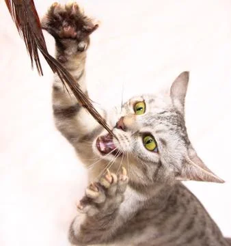 Playful silver tabby playing with feather Stock Photos