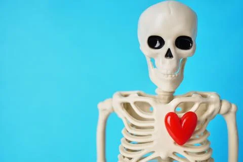A Playful Skeleton Model Embracing a Red Heart Against a Vibrant Blue Background Stock Photos