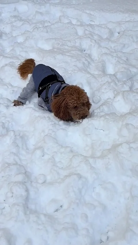 Playful small brown dog burrowing headfirst into deep snow in residential yard Stock Footage 340283885