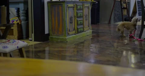 Playful small dog stands on hind legs pulling pink leash indoors Vidéo 319880418