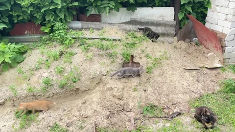 Playful small kittens exploring a backyard sand pile⁠ Stock Footage 336306275
