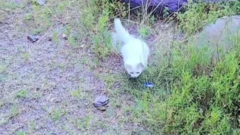Playful Small White Cat Exploring Nature and Rocks Vidéo 339373155