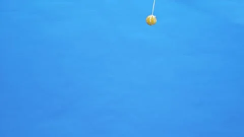 The playful smooth fox terrier jumps high, trying to reach the yellow rubber Stock Footage 154499656