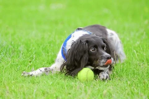 Playful spaniel Stock Photos