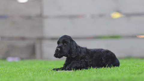 Playful spaniel puppies having fun in sunny garden, cute dogs in slow motion Stock Footage 332308390