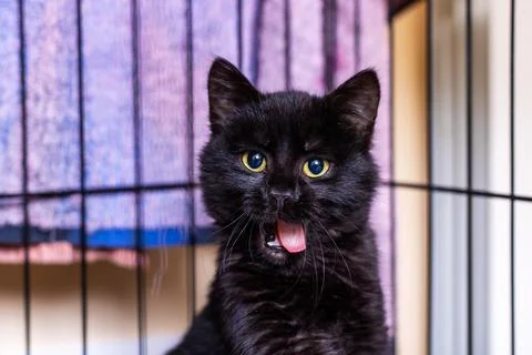 Playful speckled cat with piercing yellow gaze relaxes in bustling shelter Stock Photos