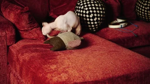 Playful Sphynx Cat: Fun on a Red Sofa Vidéo 307170088