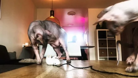 Playful Sphynx Cats Stock Footage 169093947