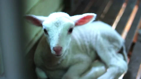 Playful Spring Lamb Stock Footage 62475653