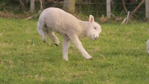 Playful spring lambs jumping in the field Stock Footage 159680765