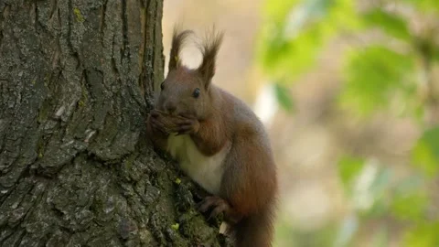 A Playful Squirrel is Climbing a Tall Tree in a Beautiful Natural Setting Stock Footage 307436256