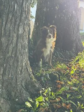 A Playful Squirrel is Curious and Adventurously Exploring the Textured Tree Bark Stock Photos