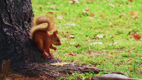 A playful squirrel emerges from the base of a tree, curiously inspecting its Stock Footage 316033024