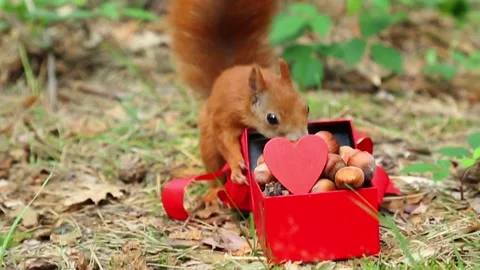 Playful squirrel interacting with red heart-shaped valentine gift box outdoors Stock Footage 314108620