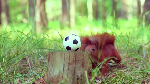 Playful squirrel interacting with small soccer ball on stump Stock Footage 318919558
