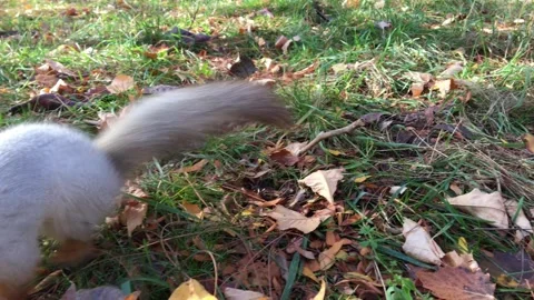 A playful squirrel in the park Stock Footage 334940063