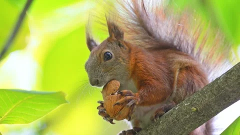 A playful squirrel perched on a tree branch, chewing a large walnut, captured in Stock Footage 299855330