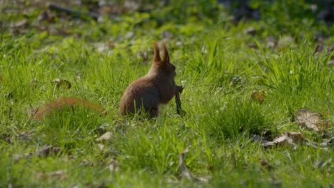 A playful squirrel is seen in the grass, joyfully playing with a stick outdoors Stock Footage 306548128
