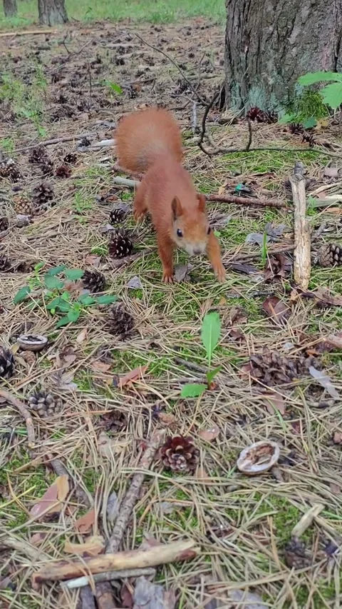 Playful squirrel showing interest in camera then running toward viewer Video stock 314251292