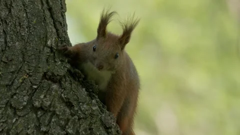 A Playful Squirrel Skillfully Climbing a Tall Tree in a Natural Environment in Stock Footage 309334199