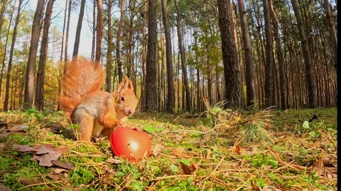 Playful squirrel touching red heart on forest ground Stock Footage 321241890
