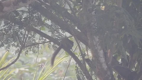 Playful Squirrel in the Wild Nature Stock Footage 308462165